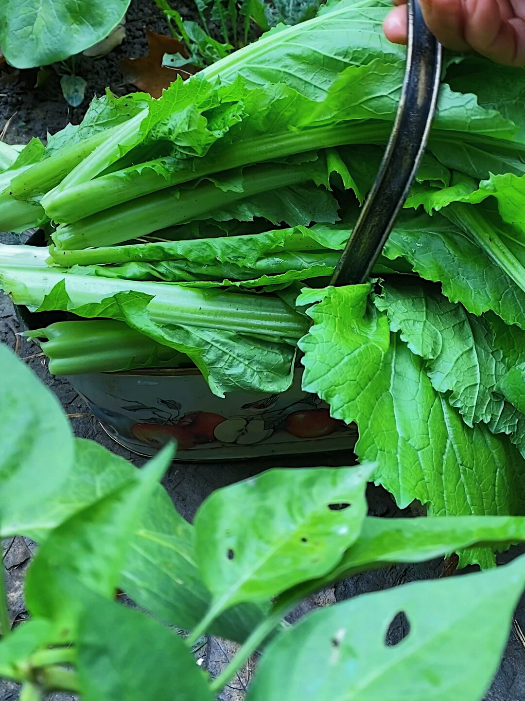 儿菜,芥菜入冬最鲜嫩的蔬菜