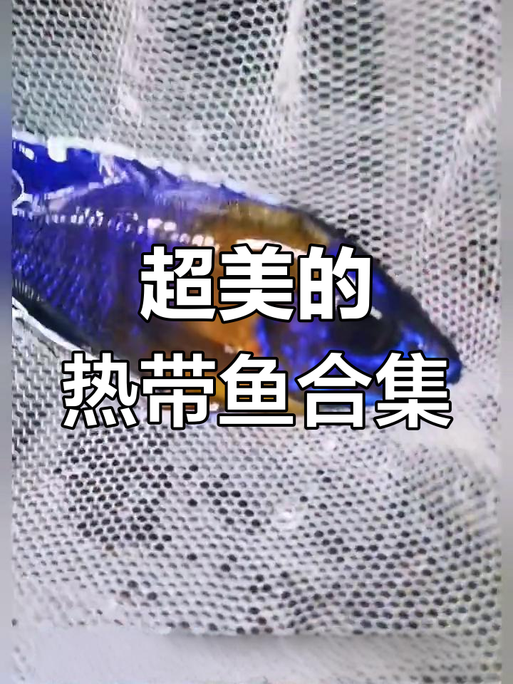 热带鱼大揭秘:从玛里奥到黄帝王,每一种都超美!