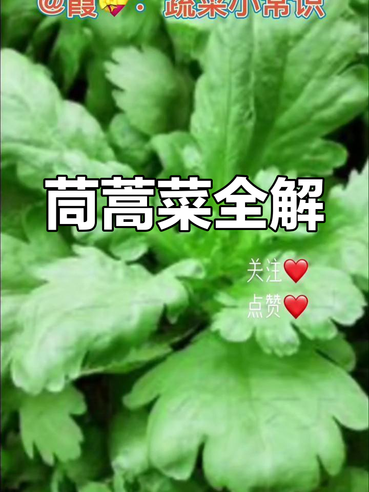 茼蒿菜全方位解析:功效、禁忌及食用方法