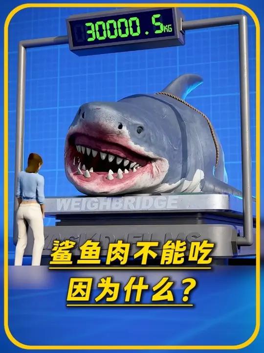 鲨鱼肉为什么不能吃
