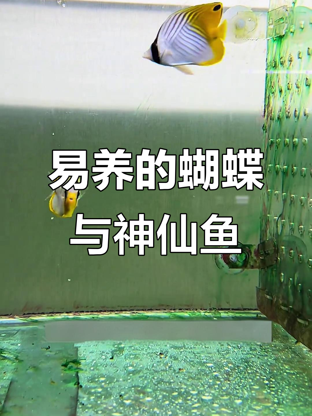 海水鱼养护全攻略:蝶类、神仙鱼轻松养