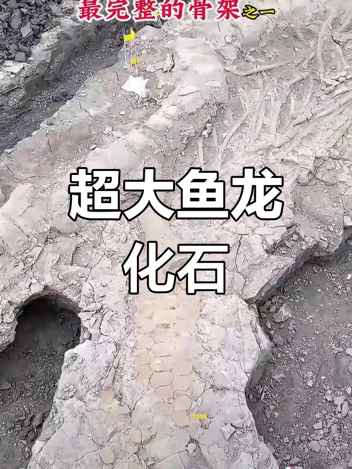 英国发现最大鱼龙化石,揭示史前海洋巨兽