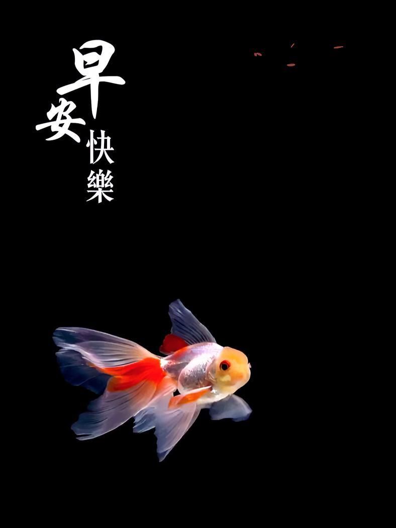 每日祝福|金鱼摆尾,金玉满堂。今天是农历七月二十六,祝您和家人吉祥顺遂,平安健康,早安!