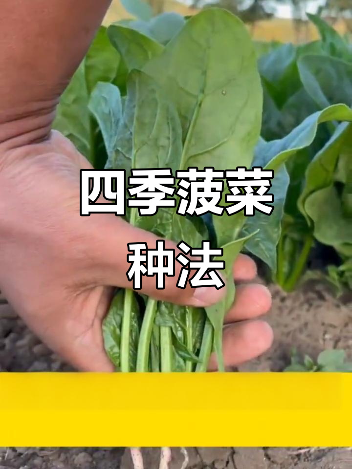 四季菠菜种植技巧,掌握最佳时机和方法