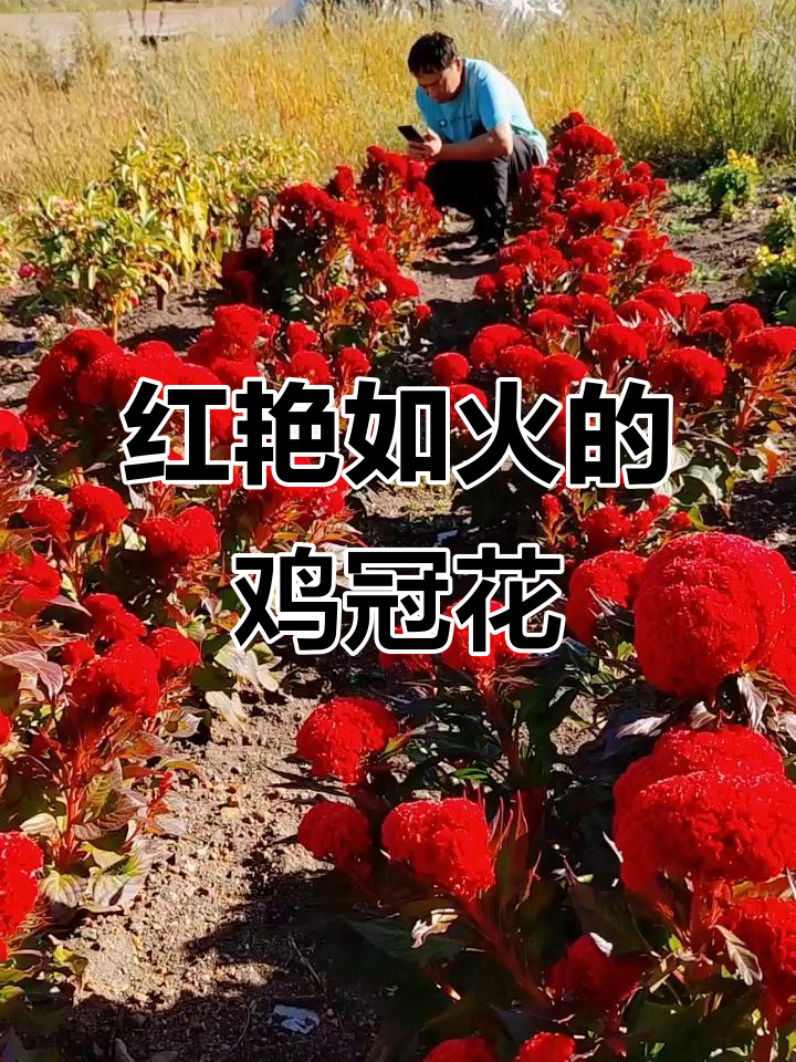 鸡冠花惊艳农家院,大公鸡般的红艳花朵让人心情振奋