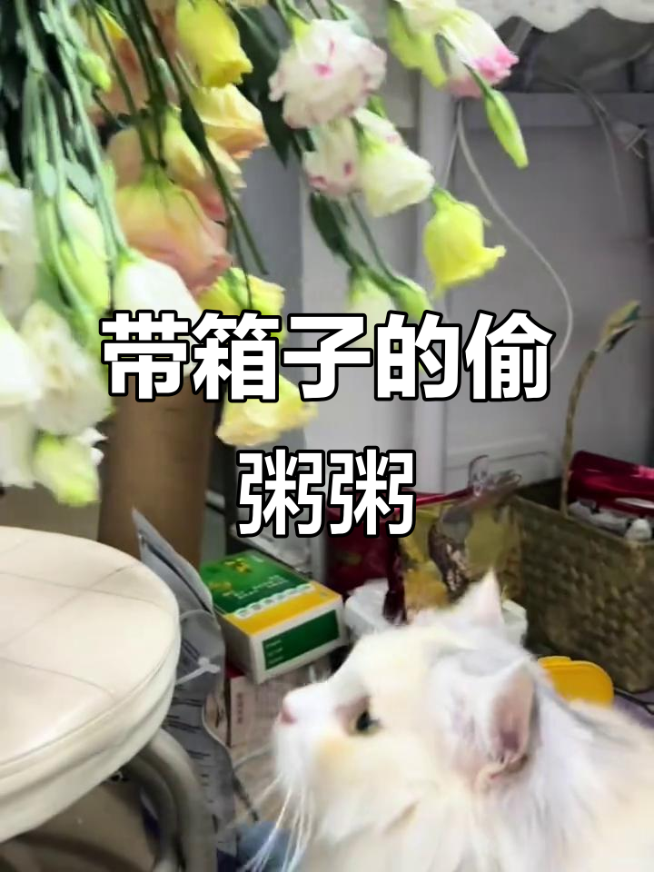 偷粥粥的计划又来了,这次还带了个粉色小箱子!