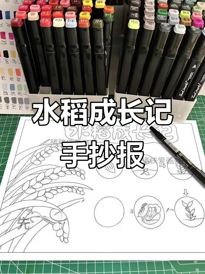 水稻成长全纪录,手抄报带你了解植物生长过程