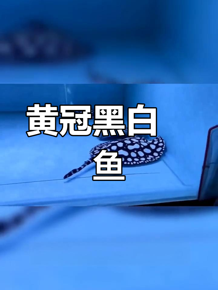 黑白魟鱼:独特魅力与特征