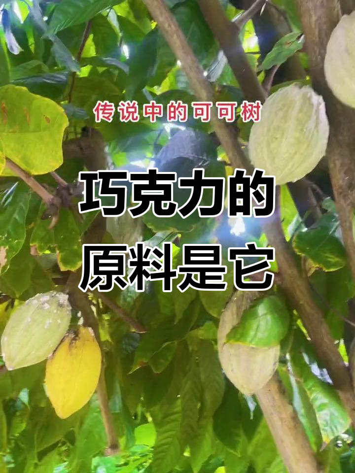 可可树果实:种子做巧克力,果肉磨成可可粉