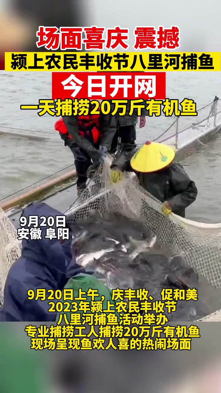 场面喜庆震撼!颍上农民丰收节八里河捕鱼活动今日开网,今天预计捕捞20万斤有机鱼!撒网捕鱼 