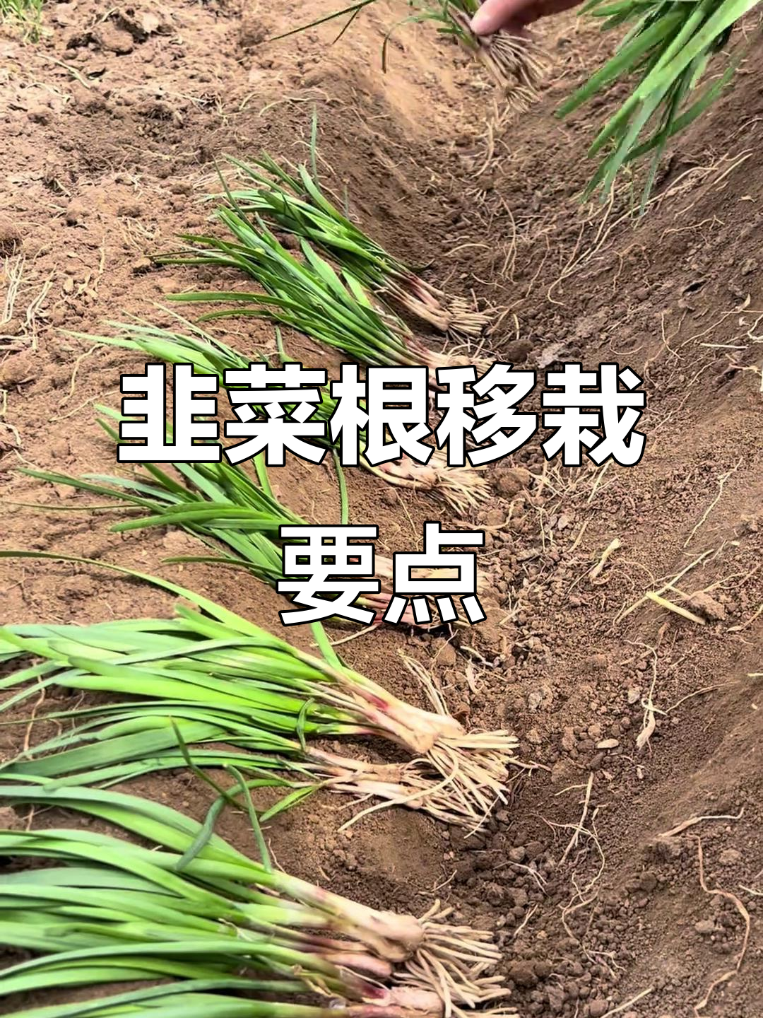 韭菜移栽技巧:行距株距掌握好,轻松提高成活率