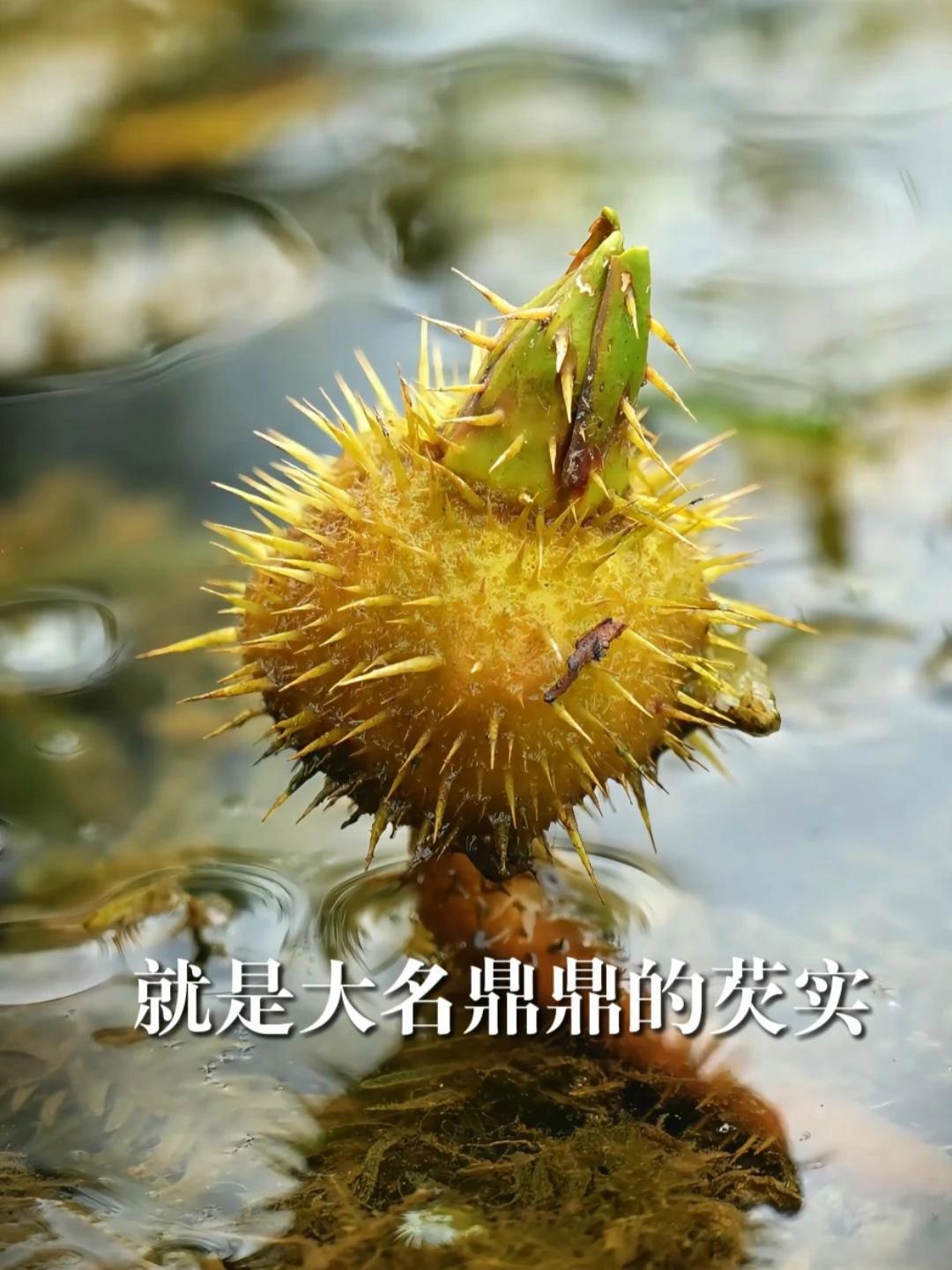 安师大教授推荐芜湖“水八仙” 芡实：秋季必吃“鸡头米” 安徽师范大学生命科学学院王立龙教授