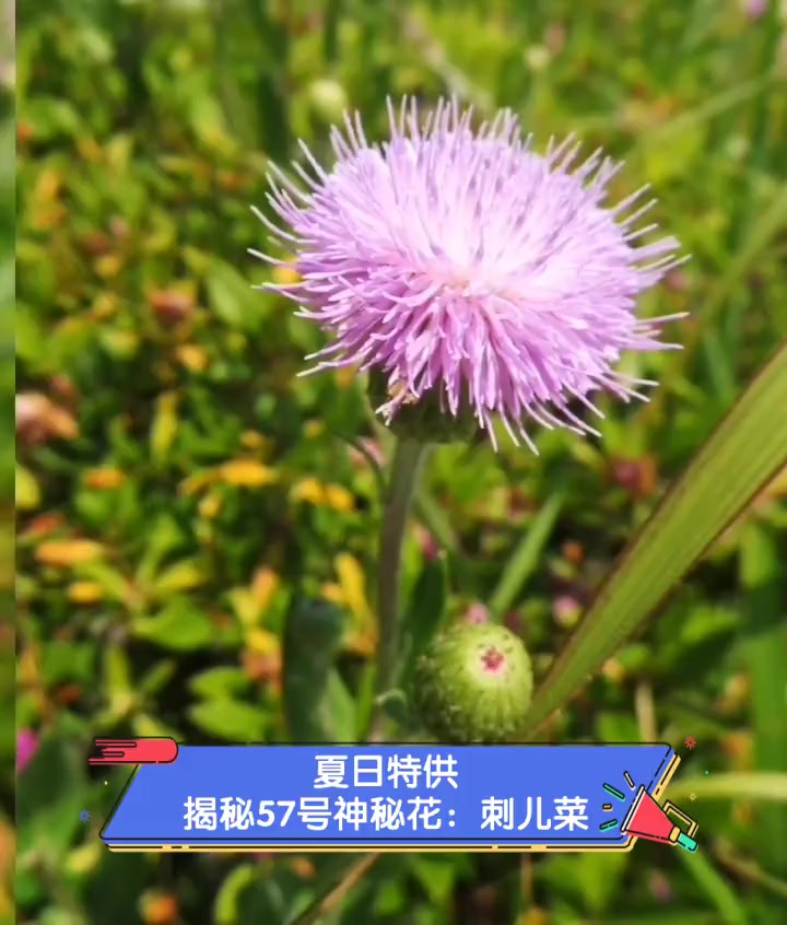 夏日特供,揭秘57号神秘花:刺儿菜
