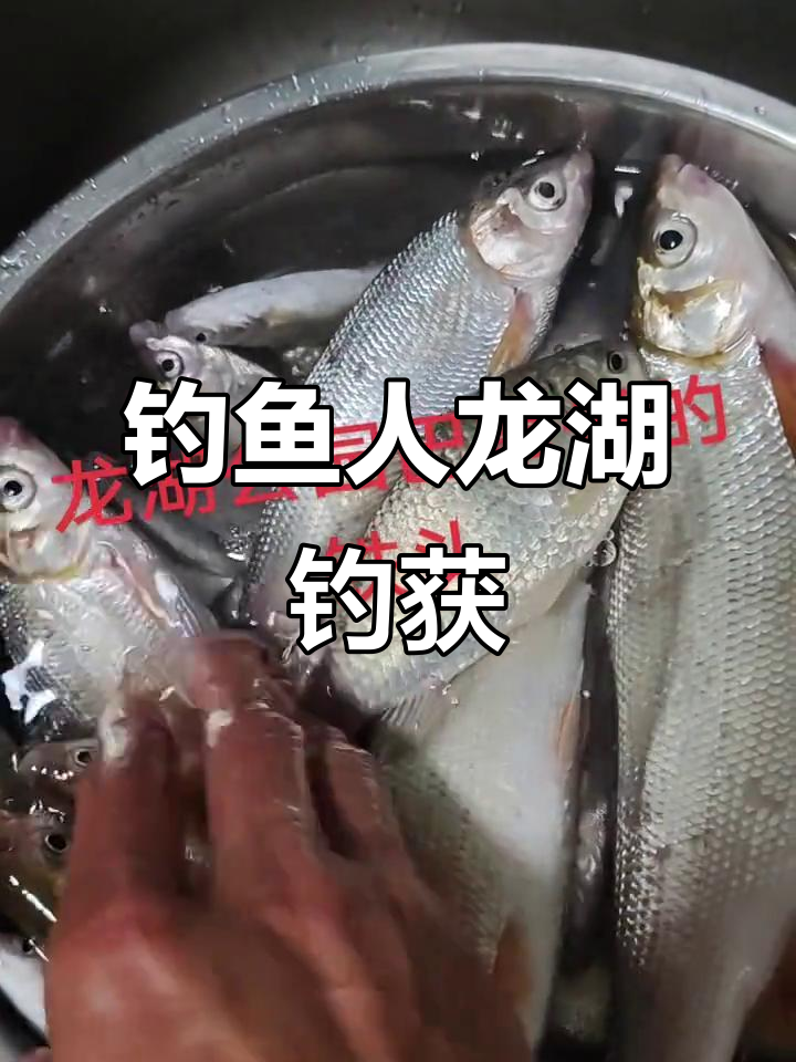 龙湖公园钓铁脑壳,四斤完美收获