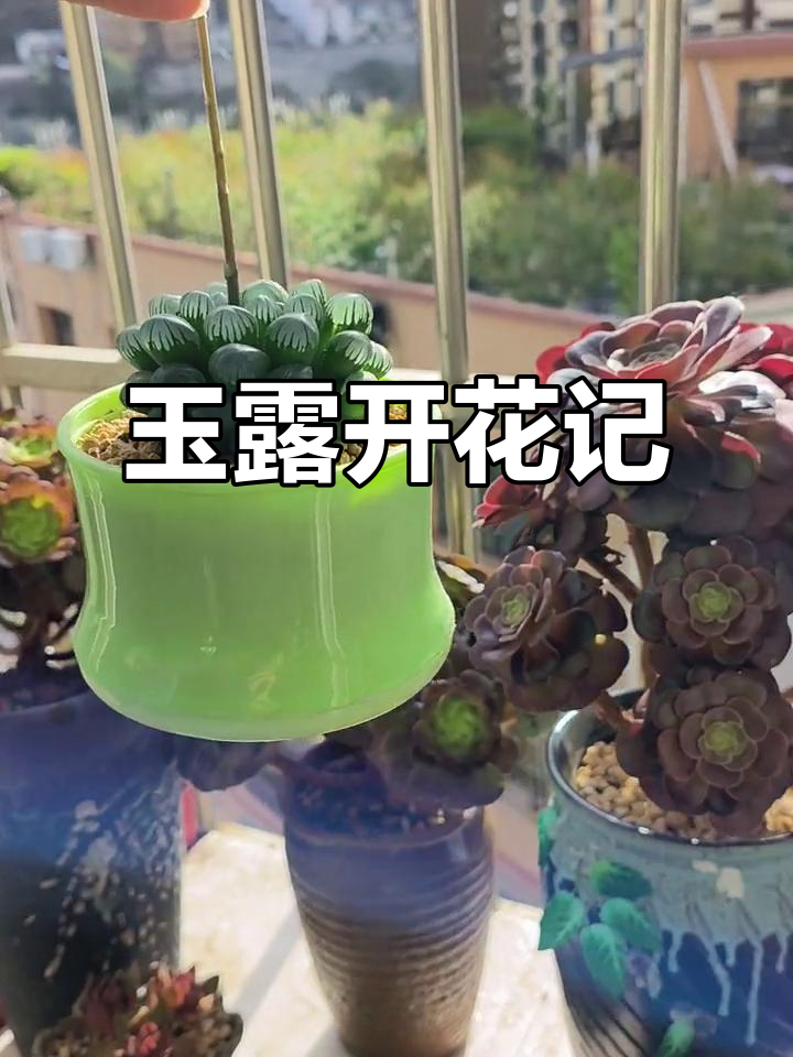养了年的玉露终于开花了，多肉生活记录