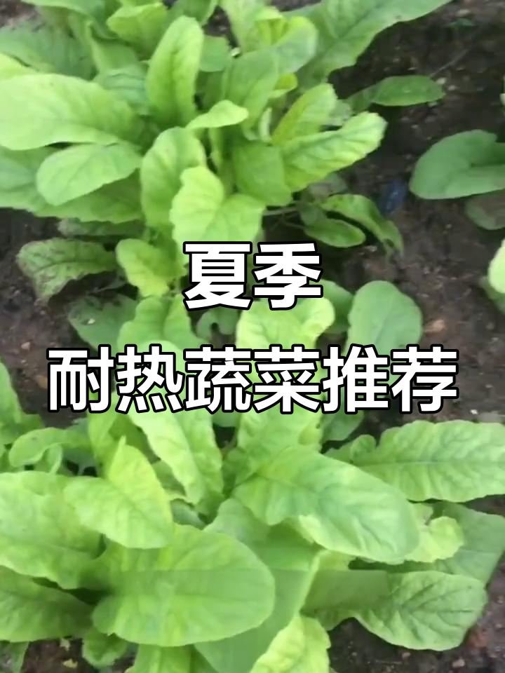 立夏后适合种植的耐热蔬菜,轻松上手!