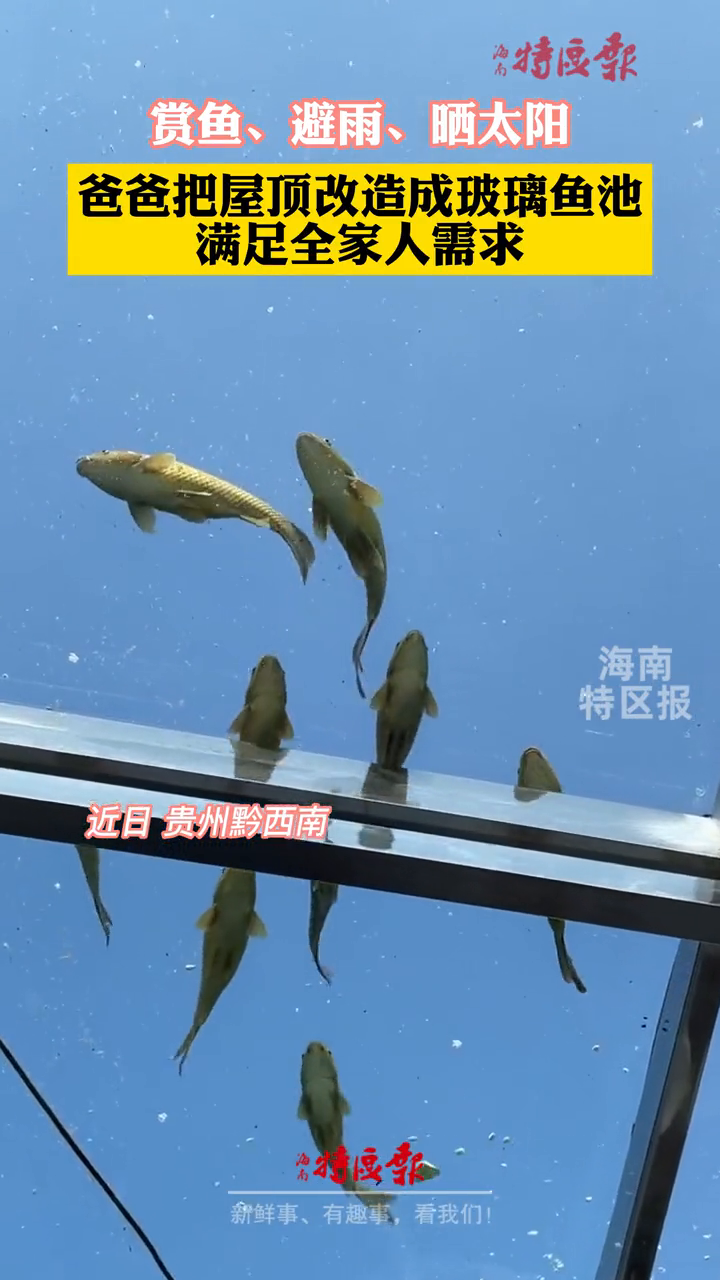 有才老爸把屋顶改造成玻璃鱼池,网友:好羡慕,好想拥有