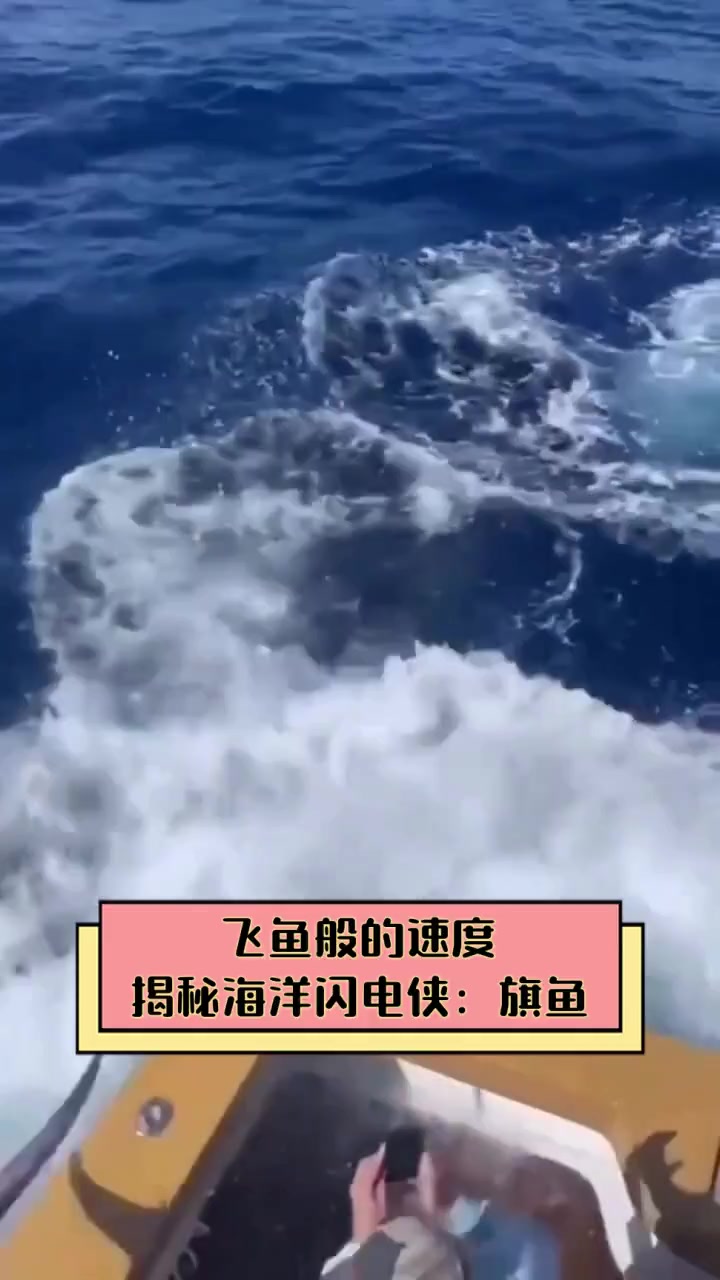 飞鱼般的速度,揭秘海洋闪电侠:旗鱼