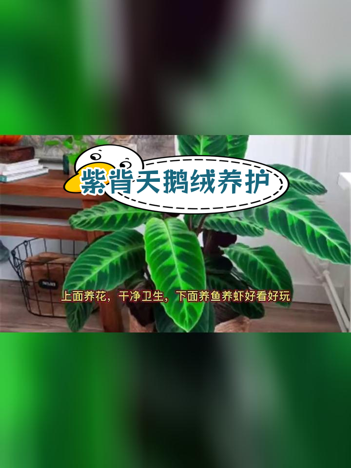 水培天鹅绒养护技巧