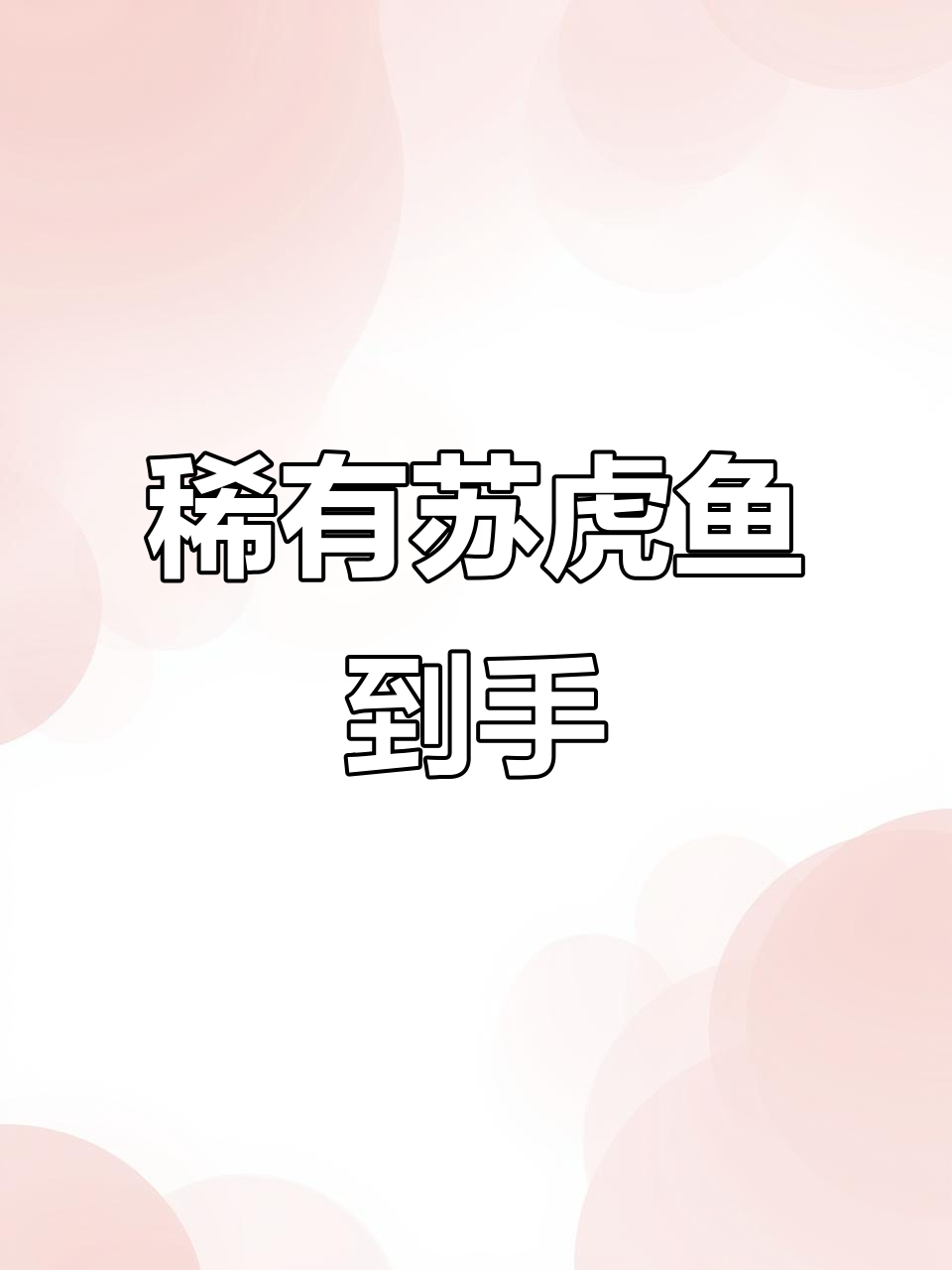 稀有野生苏虎鱼到货,左手食指有疤的才能养!