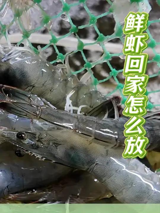 鲜虾买回家为啥一放就变质？还得给虾模拟海水环境 自来水里加上一点盐 用淡盐水来冻虾