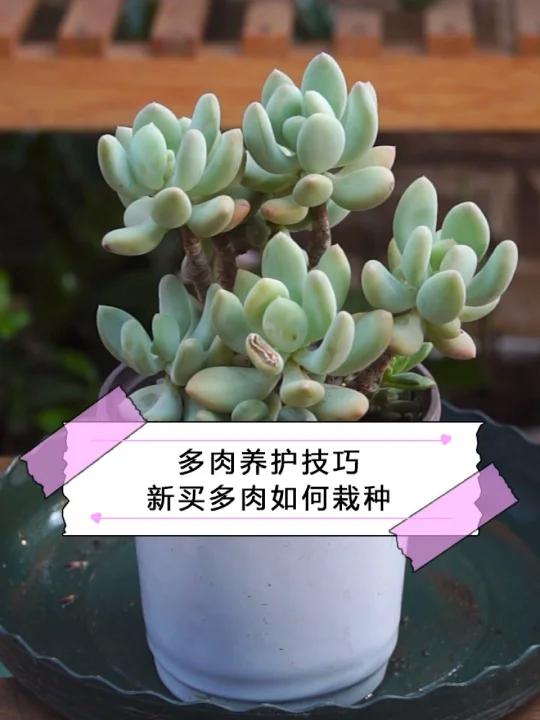 新买多肉如何养护?简单几步教会你