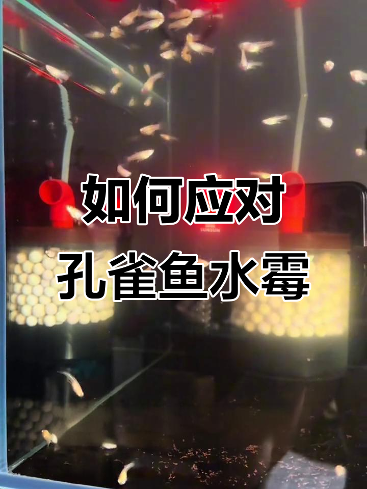 孔雀鱼水霉病治疗技巧,两种方法轻松解决