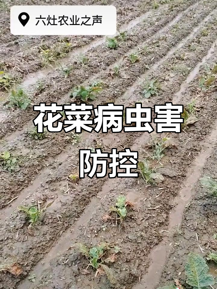 花菜虫害防治:从两个案例谈农业防病的重要性