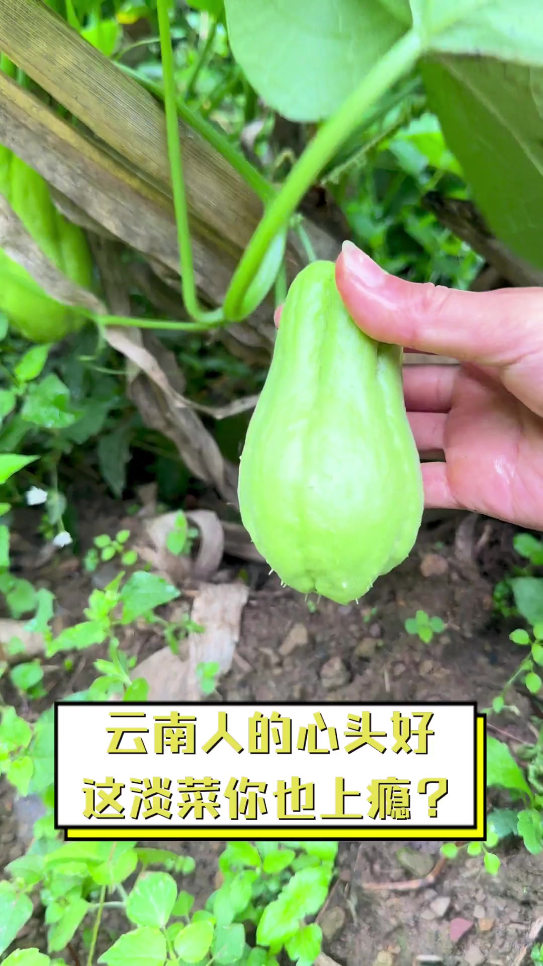 云南人的心头好,这淡菜你也上瘾?