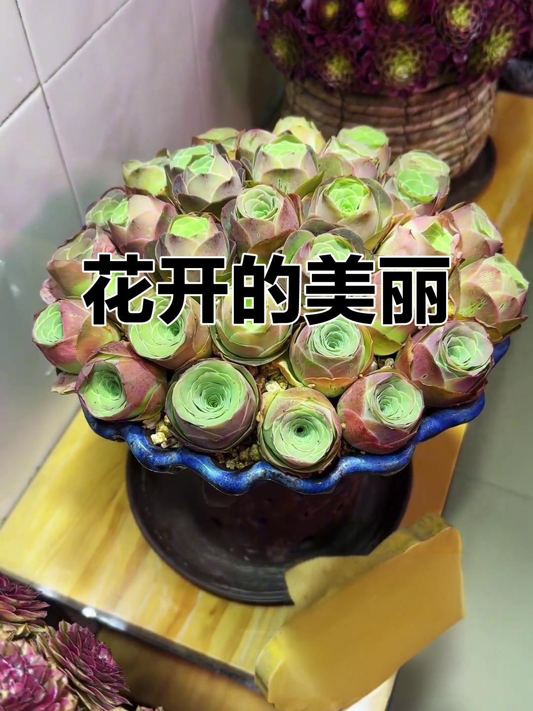 花开如梦，瞬间绽放，心中涌动万千美好情感