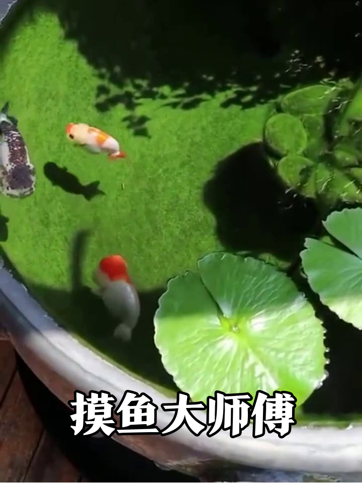 鱼圈打工人现状:摸鱼才是正经事
