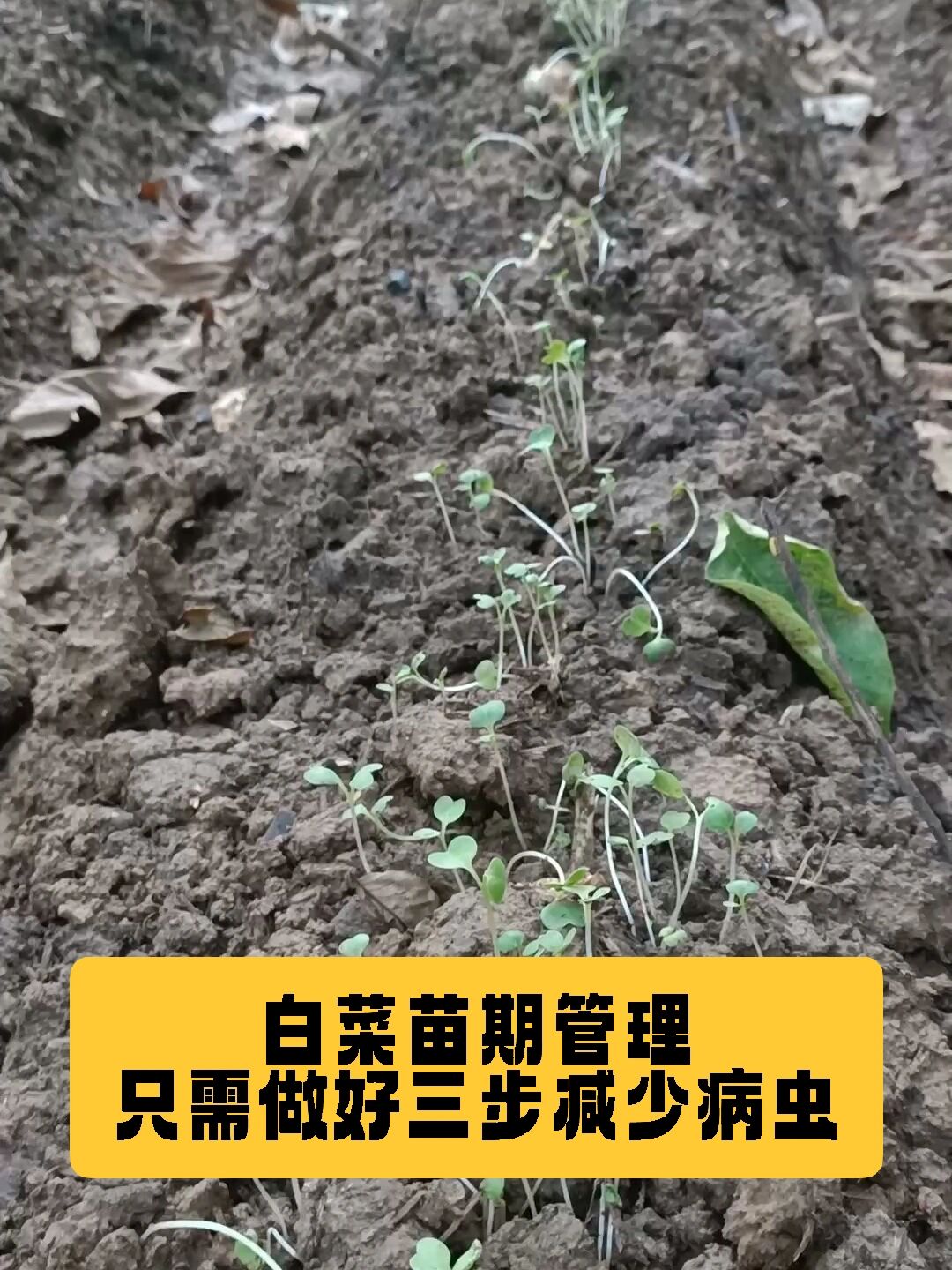 白菜苗期管理做好这三部减少病虫害