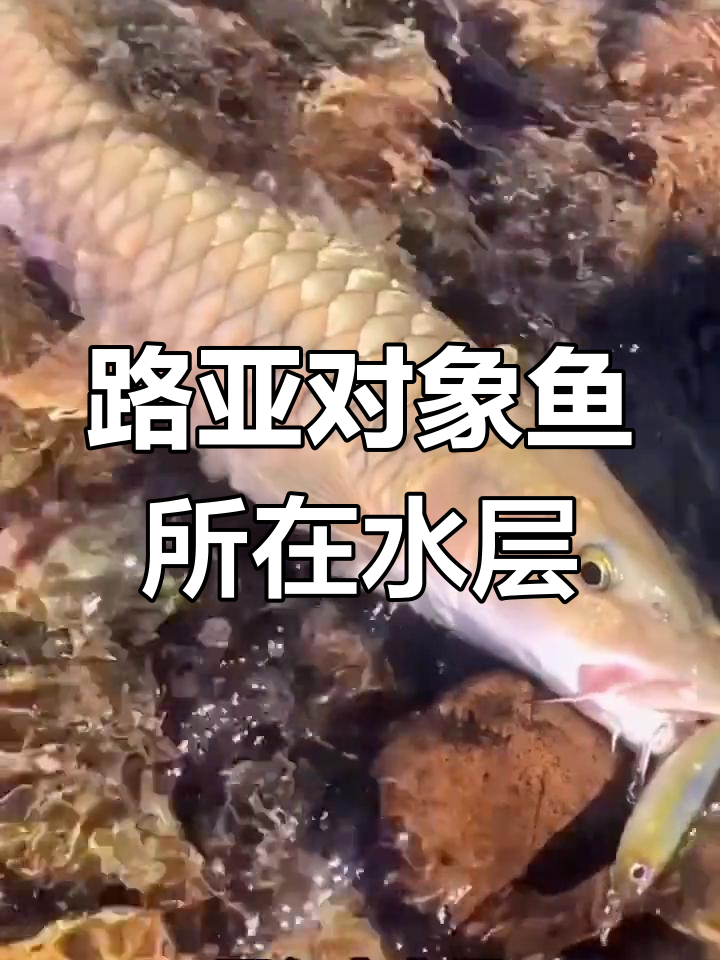 淡水路亚鱼种分布全解析:各水层栖息地揭秘