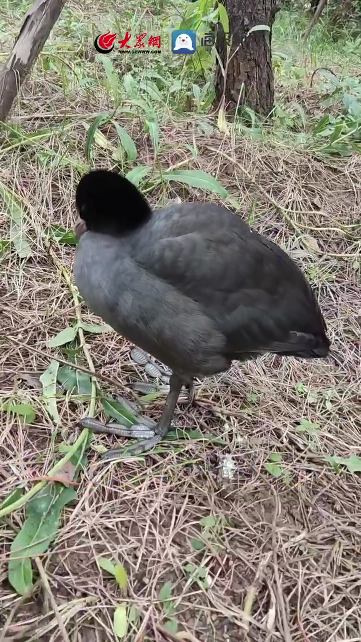 暖新闻东营热心市民发现救助国家二级保护动物白骨顶鸡 东营