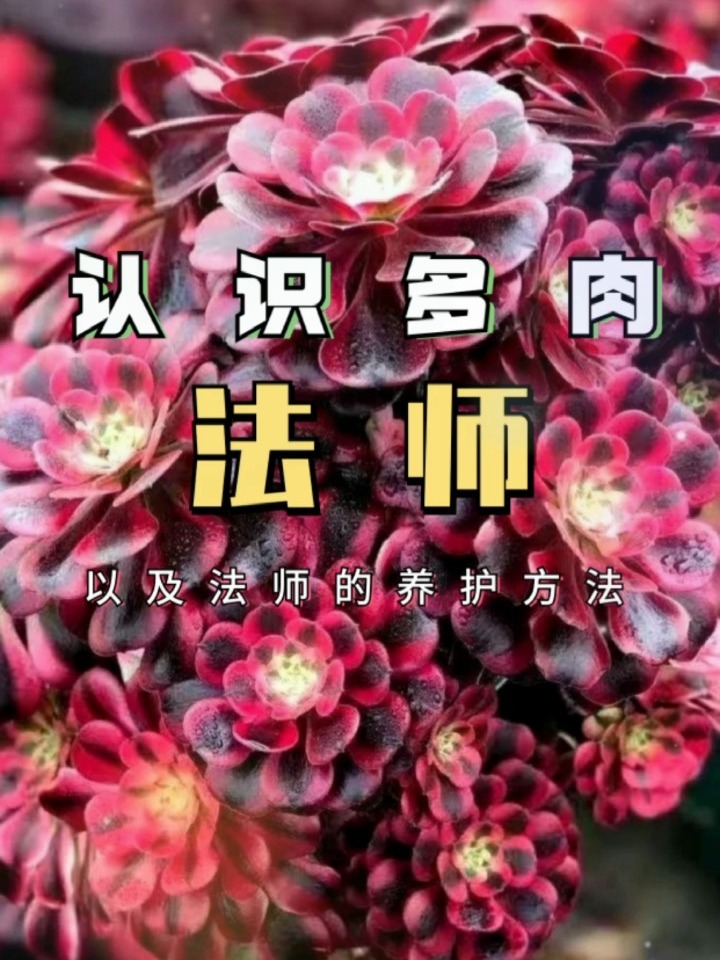 一不小心会被惊艳到!多肉法师之美别具一格