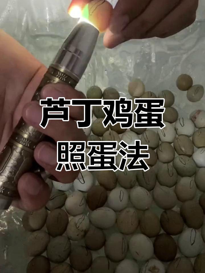 芦丁鸡蛋照蛋技巧,轻松分辨受精与未受精