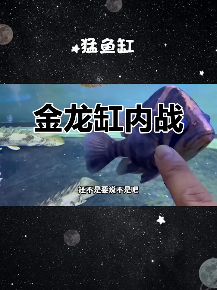 食人鱼大战,四条巨型猛鱼混养,金龙缸内战升级!
