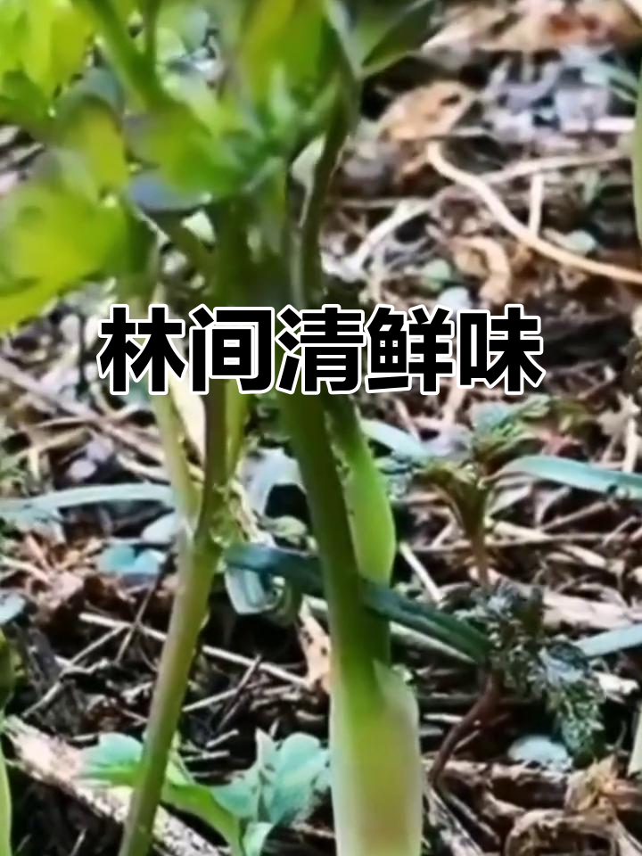 猫爪子菜,春日林间的独特美味,清新脆嫩,令人回味无穷