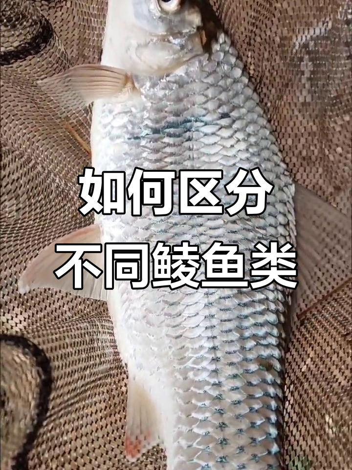 常见鲮鱼种类大揭秘，别再被误导了！