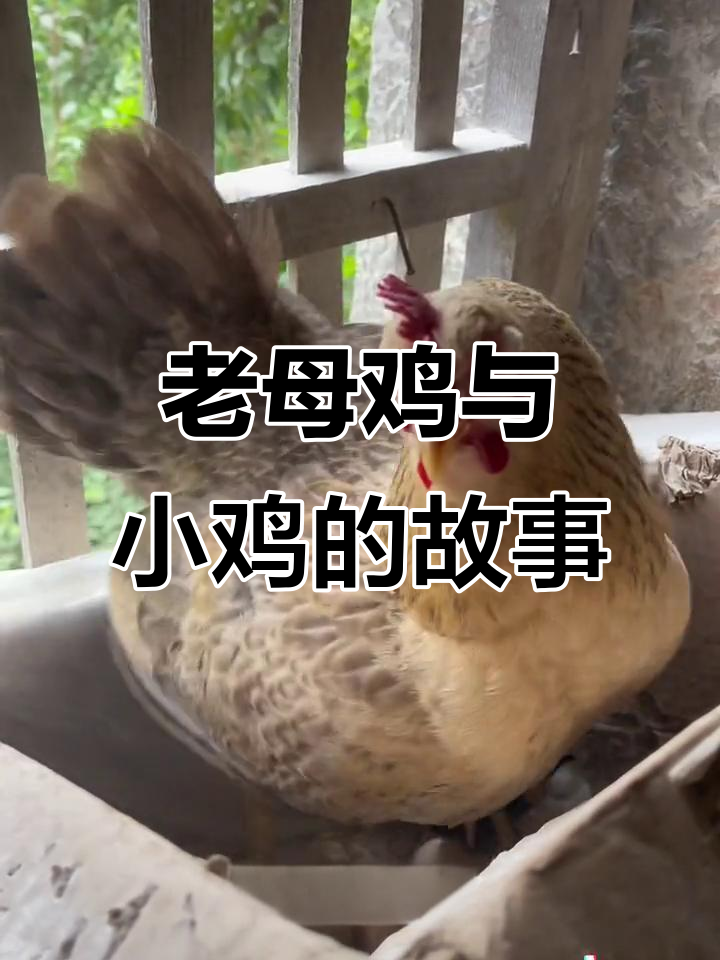 农村老母鸡护小鸡,窗户台惊现一窝小生命