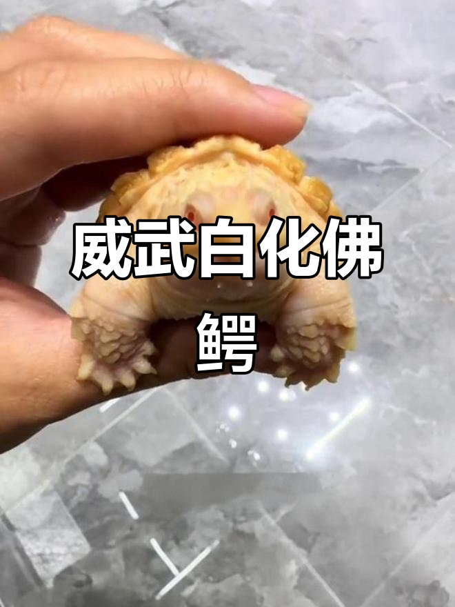 白化佛鳄龟:帅气又凶猛,谁养谁知道!