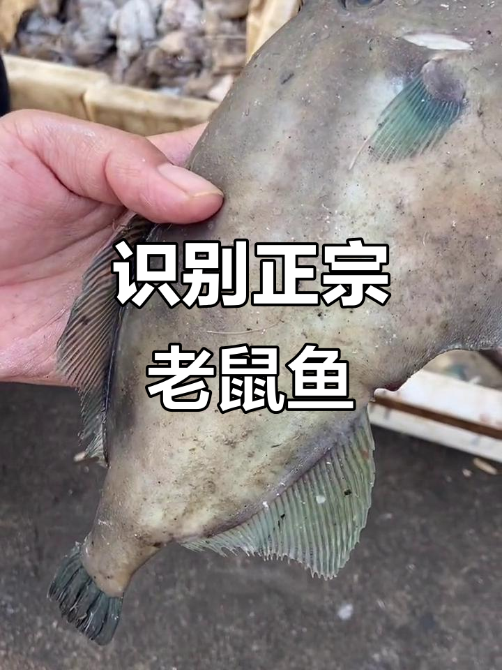 正宗老鼠鱼揭秘:如何辨别纯种与杂交品种