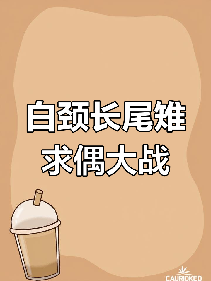 两只白颈长尾雉为争夺配偶激烈争斗,场面惊心动魄