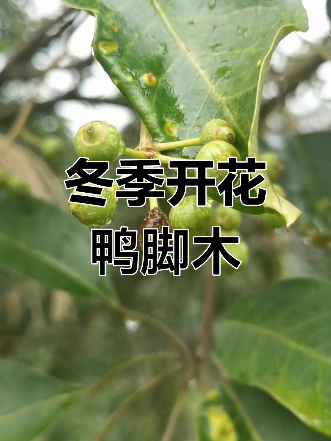 鸭脚木的形态与药用价值