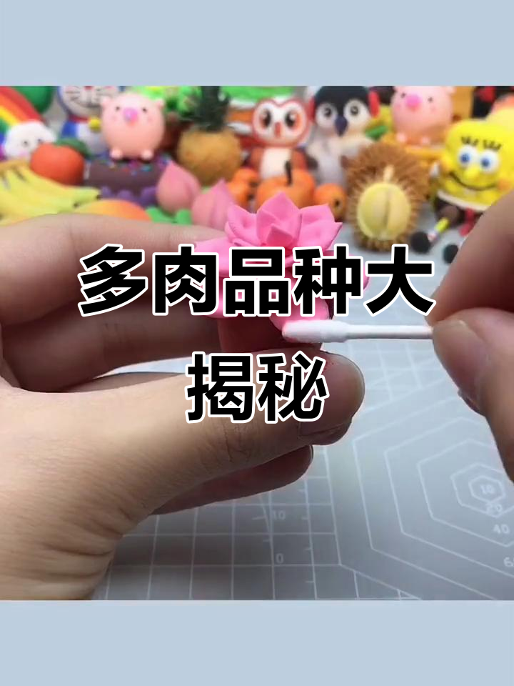 这是什么品种的多肉植物?奶爸手工粘土挑战