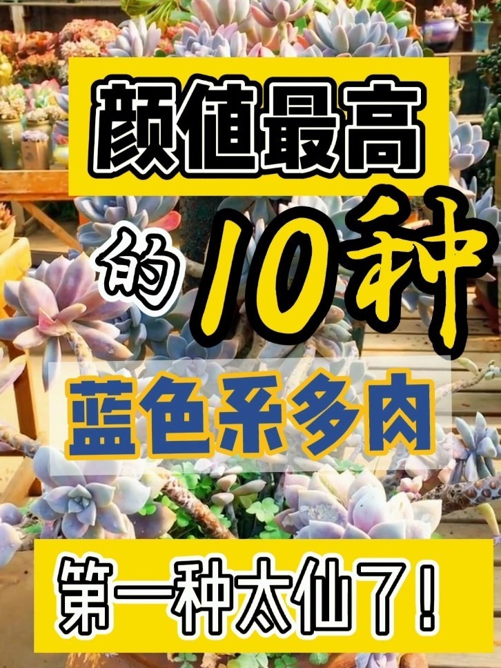 最美最仙的蓝色系多肉,尤其是“广寒宫”