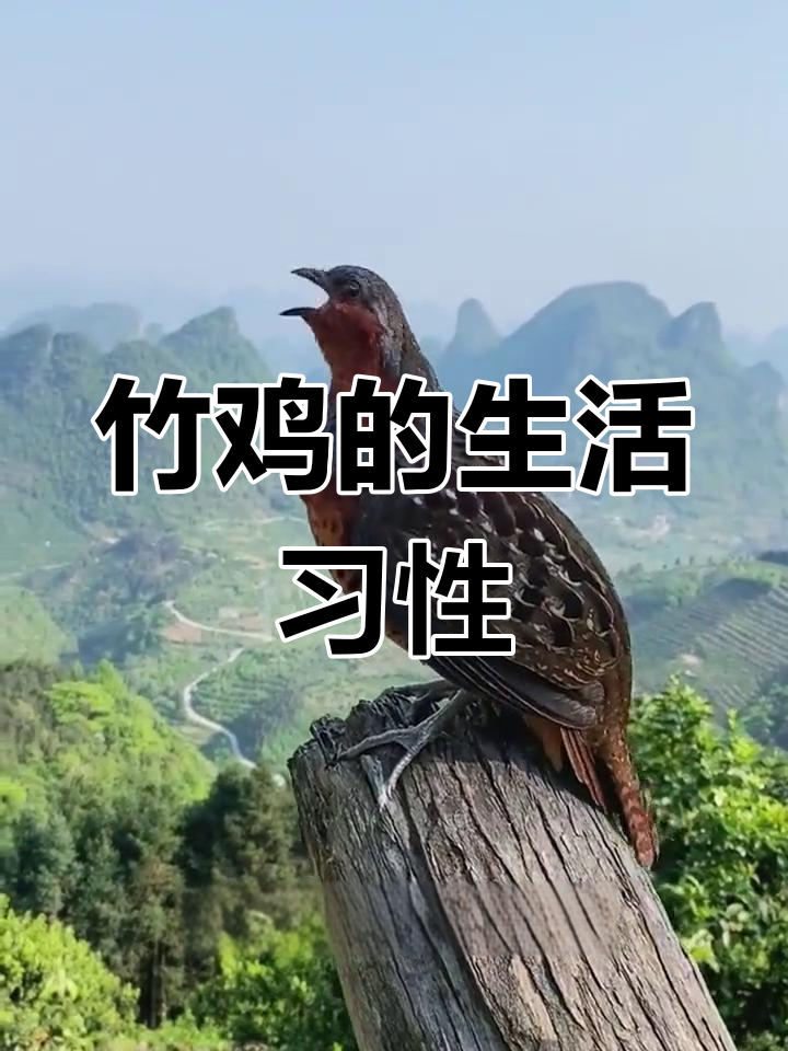 竹鸡:南方山地的珍稀鸟类