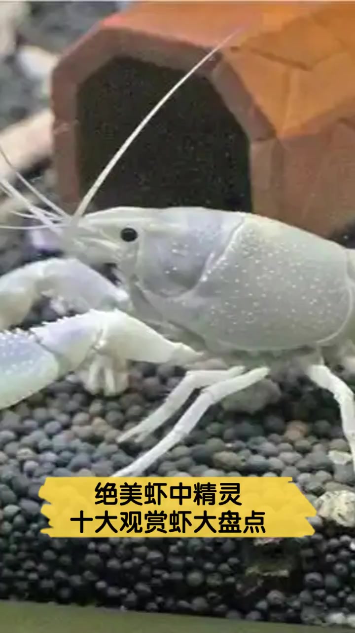 绝美虾中精灵,十大观赏虾大盘点