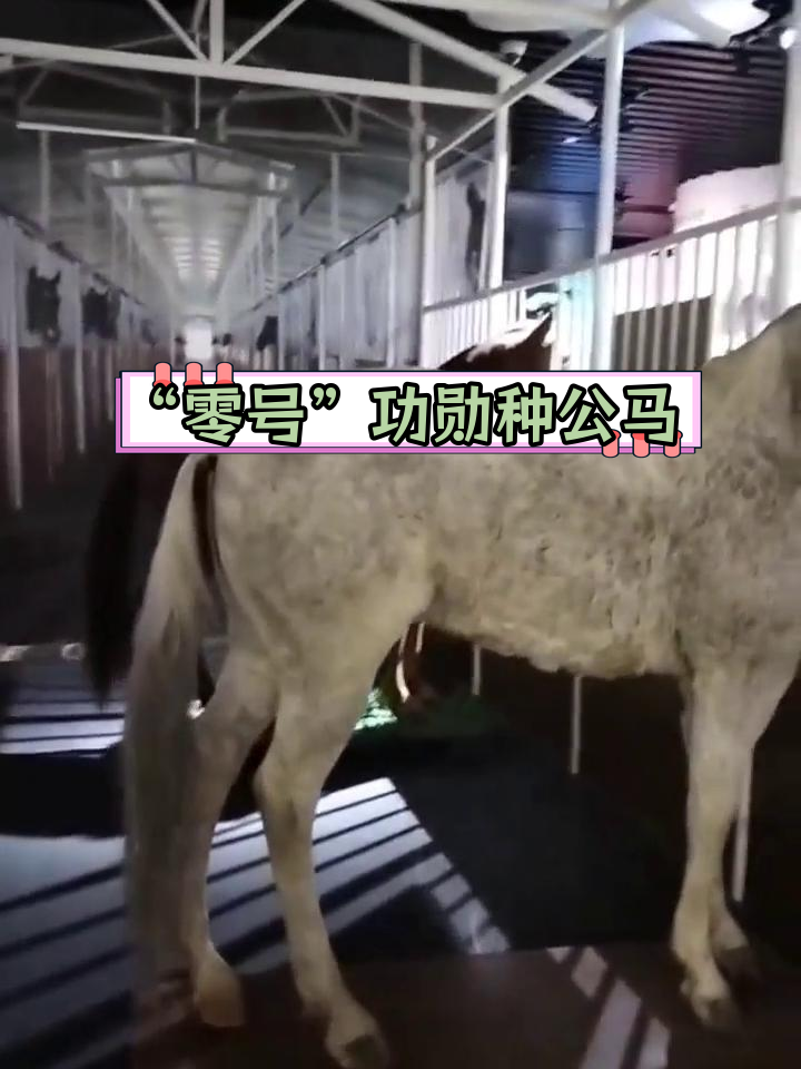 俄罗斯速步“零号”种公马:昭苏马场的传奇