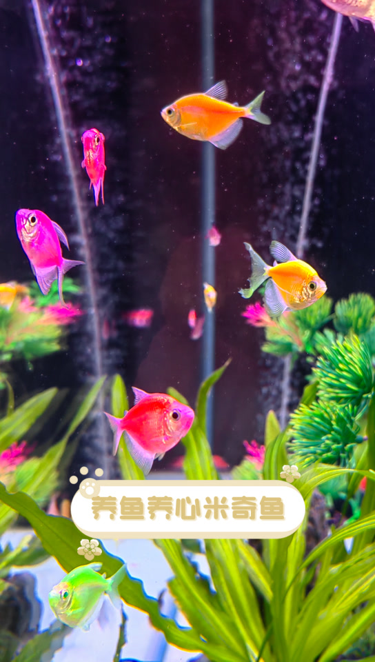 养鱼养心米奇鱼